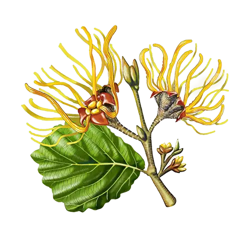 Hamamelis Virginiana (Witch Hazel) Extract